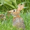 "Like The Legendary Mandarin Duck, The Origin Is Unknown": Adorable Eastern Cottontail Rabbit Spotted In Central Park